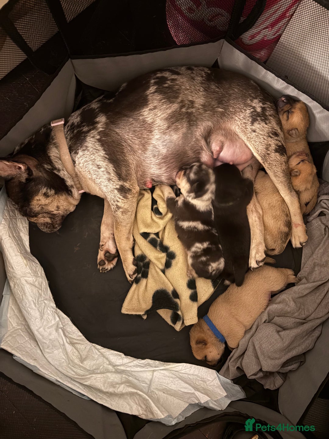 Mixed Breed dogs for sale: FrenchieXPomeranian  - Image 19