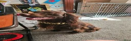 Cocker Spaniel dogs for sale: Cocker spaniel puppies  in Middlesbrough - Advert 2