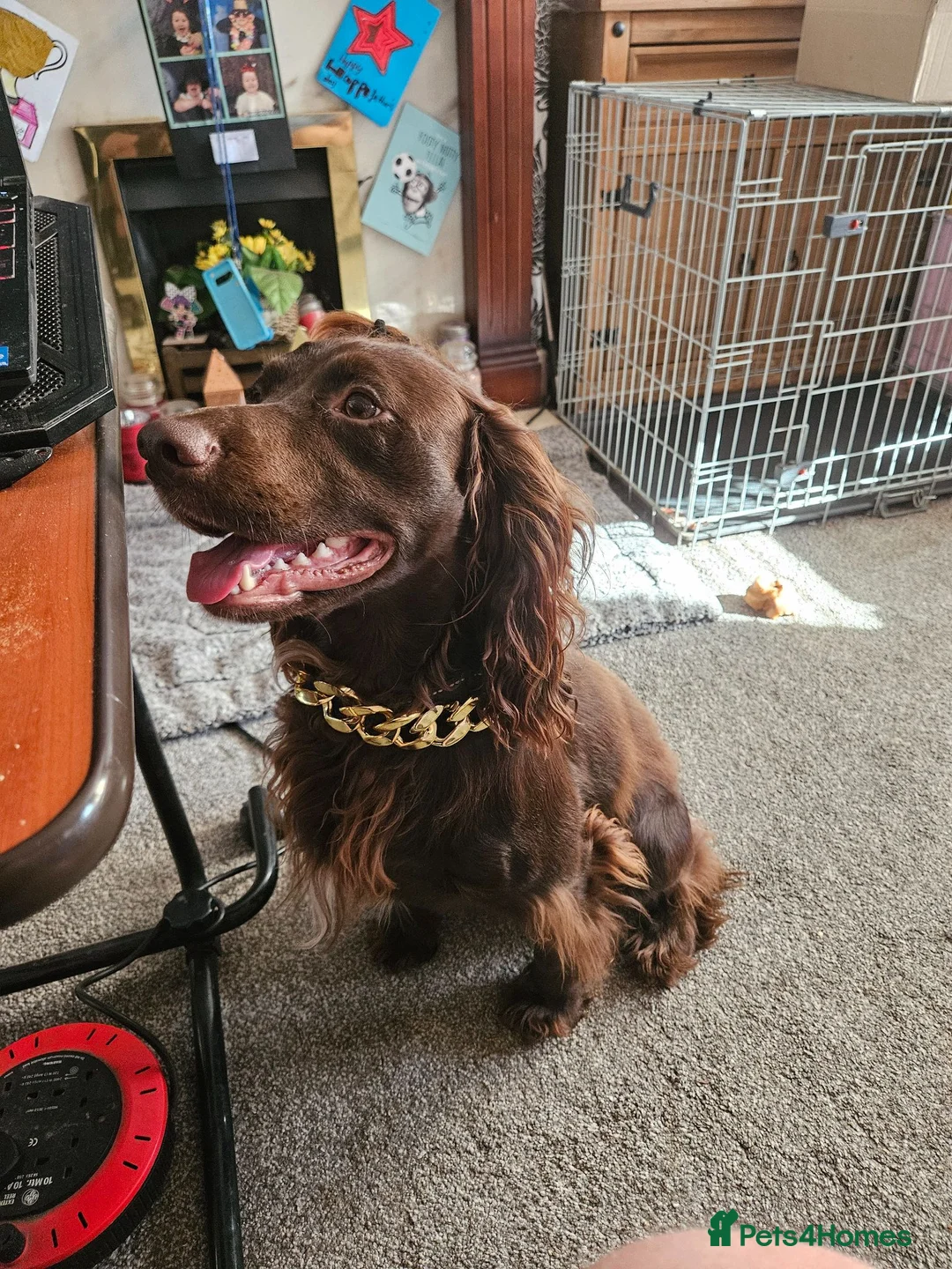 Cocker Spaniel dogs for sale: Cocker spaniel puppies  in Middlesbrough - Advert 2