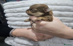 Chihuahua dogs for sale: Long hair tri chocolate apple head chihuahuas  - Advert 19