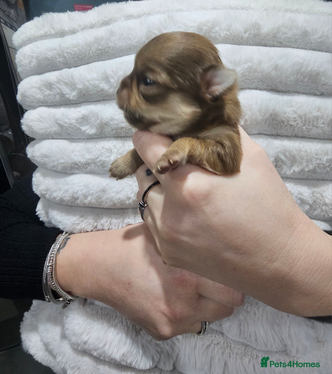 Chihuahua dogs for sale: Long hair tri chocolate apple head chihuahuas  - Advert 19