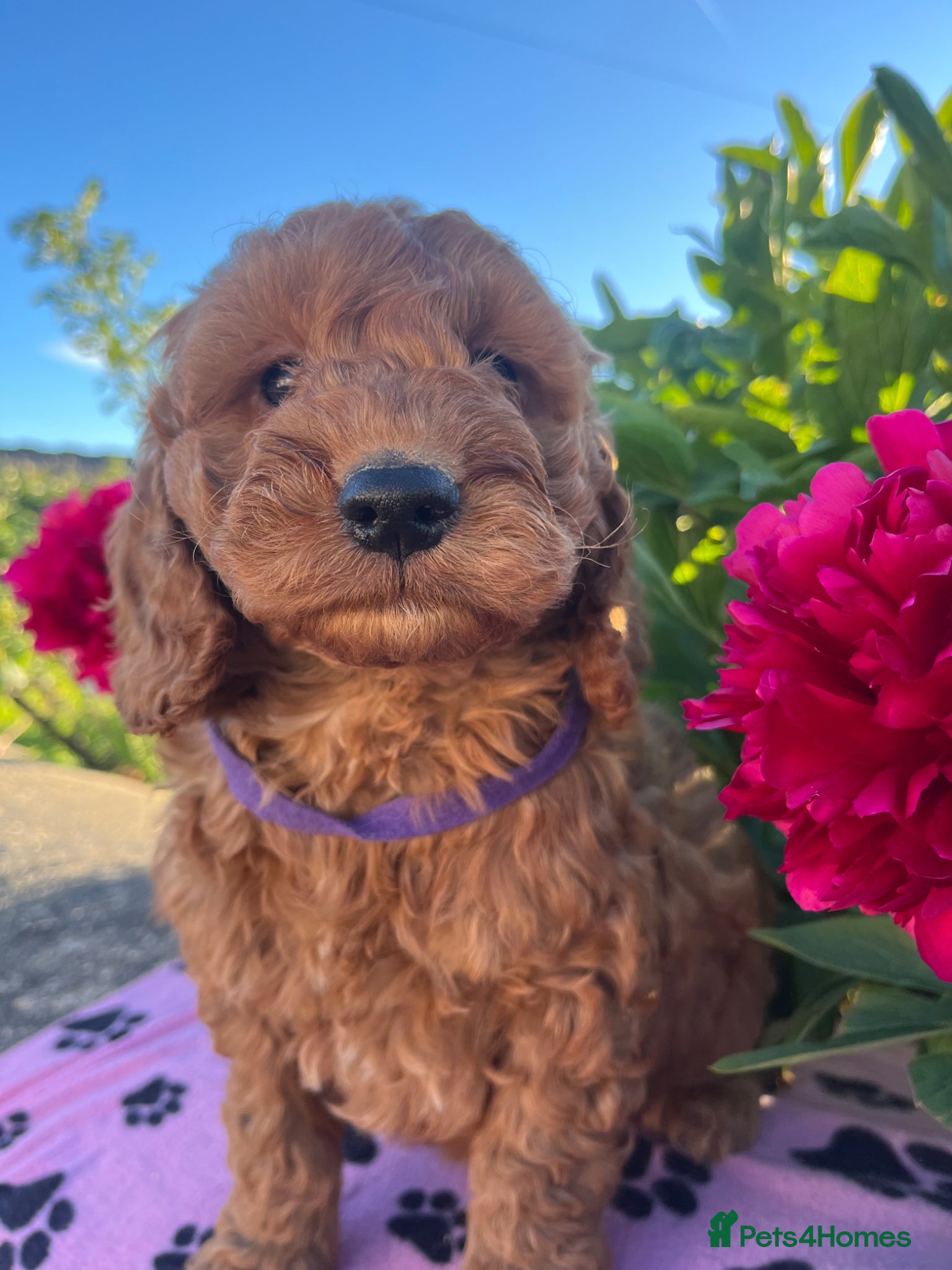 Cockapoo dogs Stunning cockapoo puppies  - Advert 2