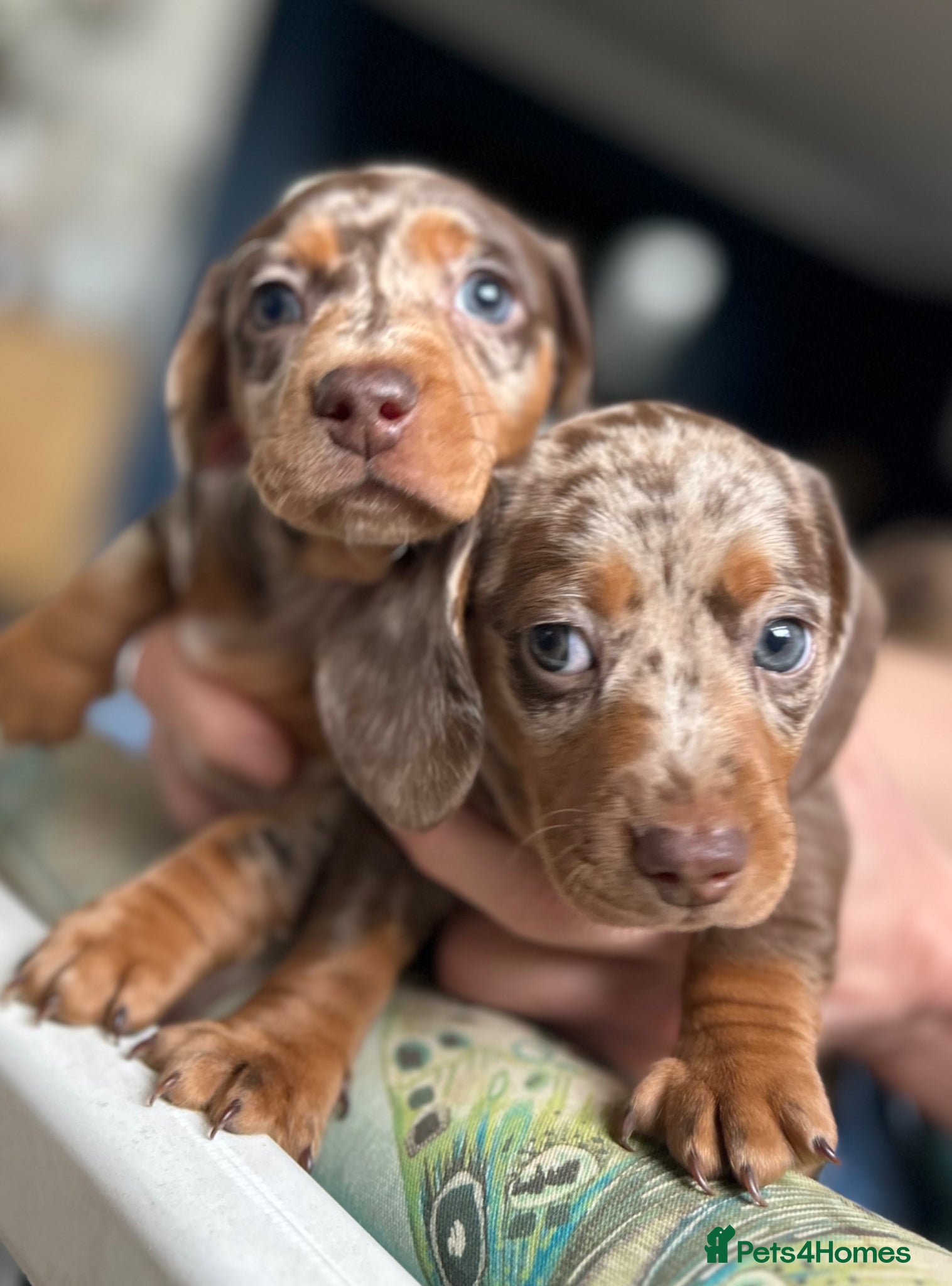 Miniature Dachshund dogs KC Registered Miniature Dachshunds - Advert 2