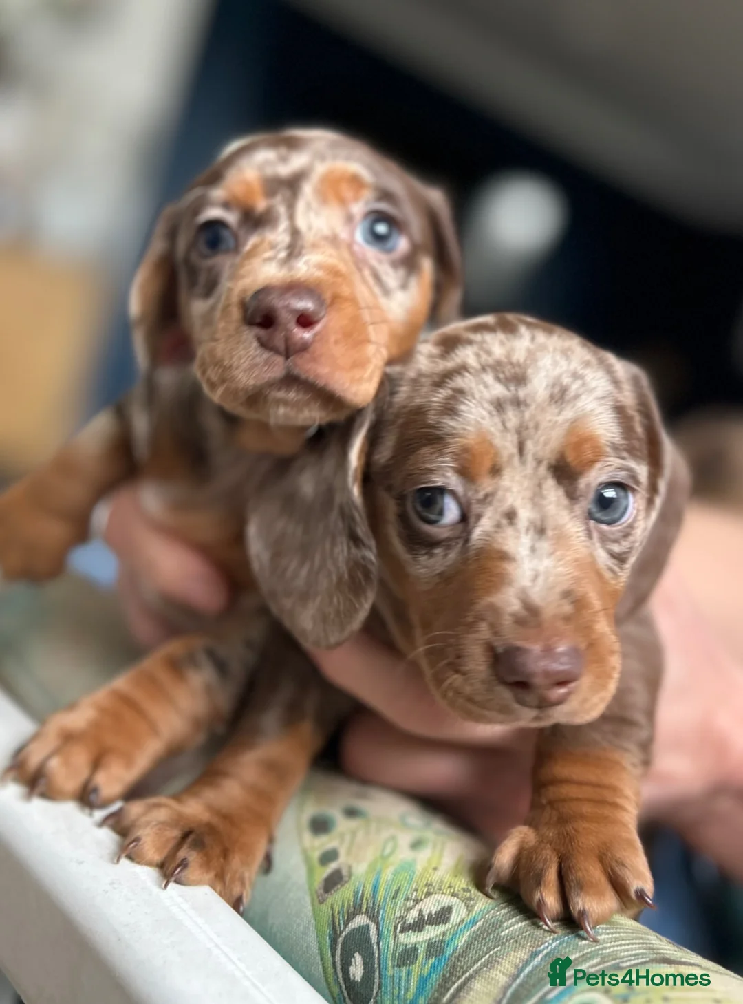 Miniature Dachshund dogs for sale: KC Registered Miniature Dachshunds - Advert 2