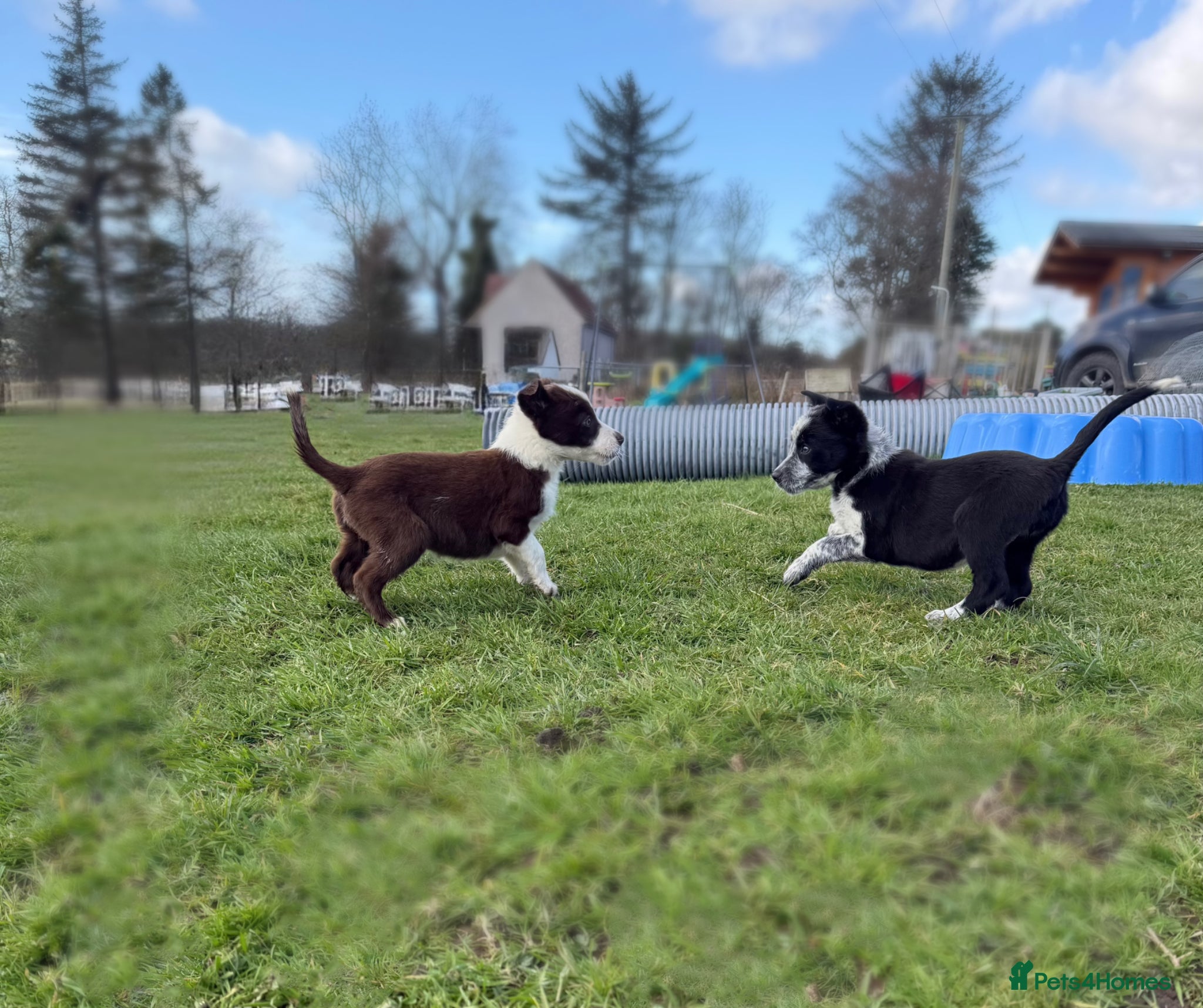 Border Collie dogs Border Collie Puppies  - Advert 2