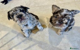 French Bulldog dogs for sale: Visual Fluffy French Bulldogs x 4 Male - Advert 7
