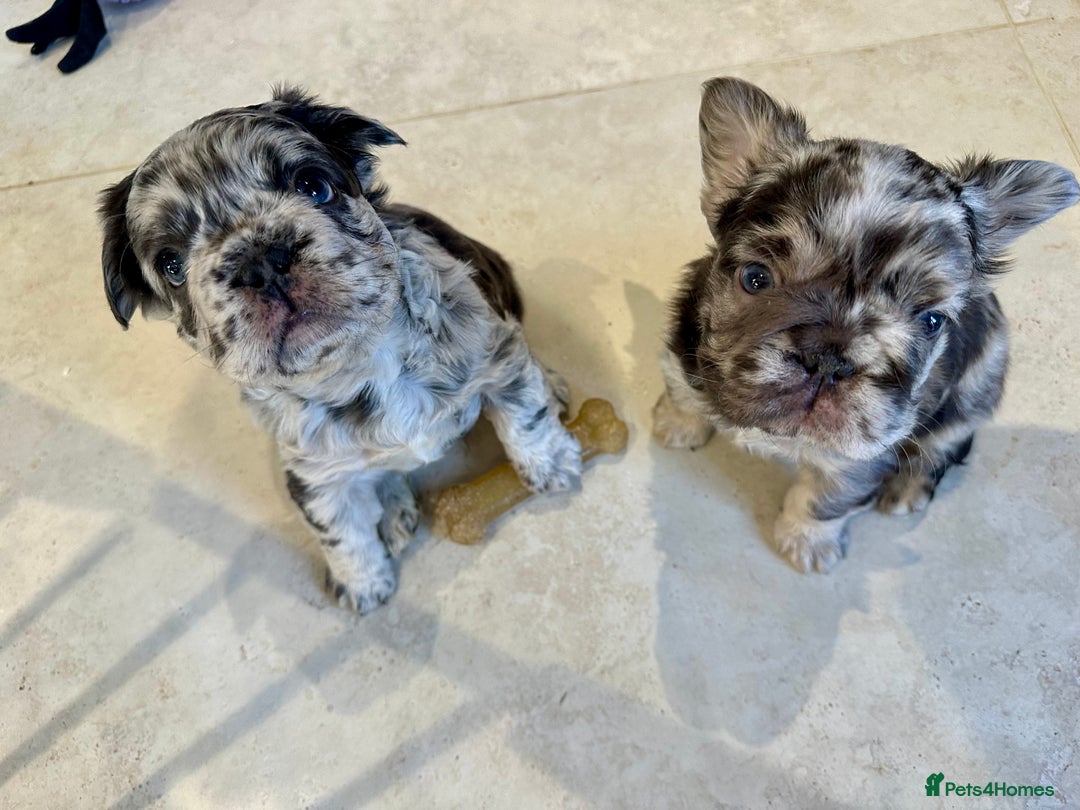 French Bulldog dogs for sale: Visual Fluffy French Bulldogs x 4 Male - Advert 7