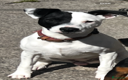 Mixed Breed dogs for sale: Jack Russell 8 months old stunning  - Image 2