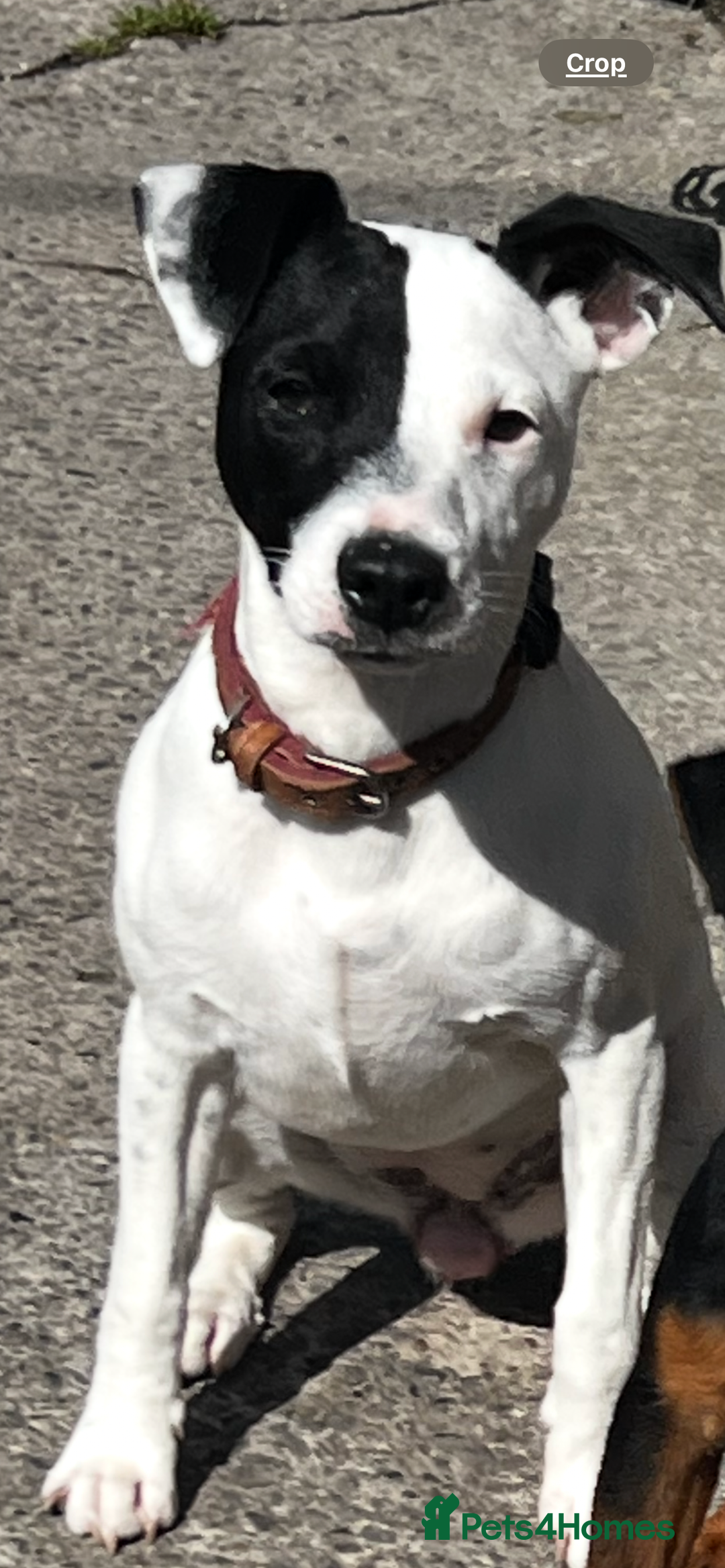 Mixed Breed dogs for sale: Jack Russell 8 months old stunning  - Image 2