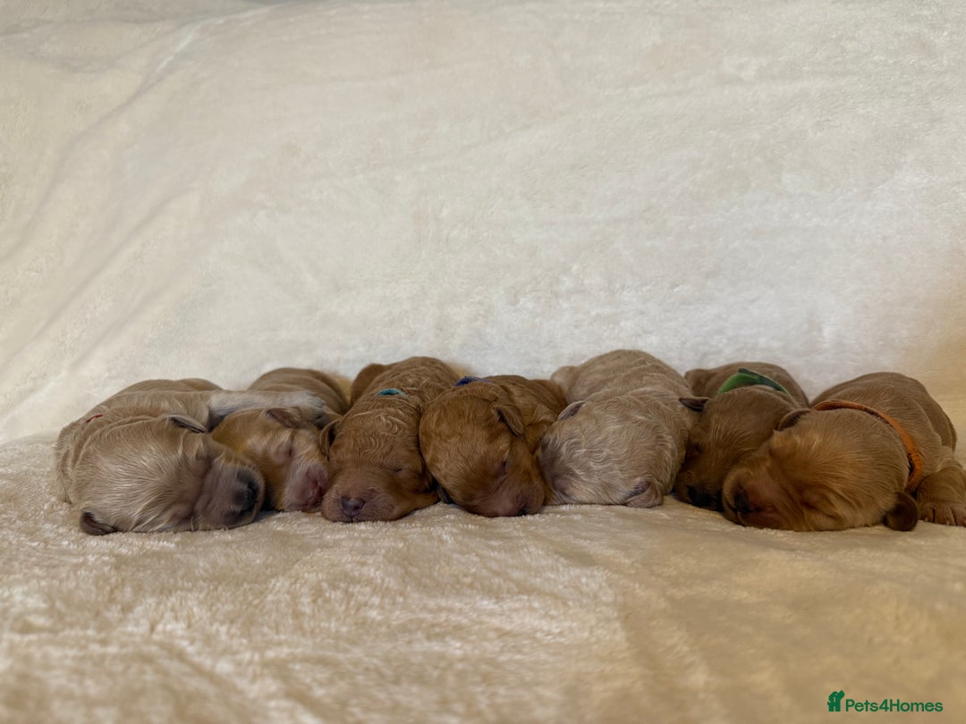 Australian Labradoodle dogs for sale: 🌟 Australian Labradoodle Puppies 🌟 - Image 9