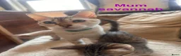 Savannah cats for sale: Kittens for sale - Advert 1
