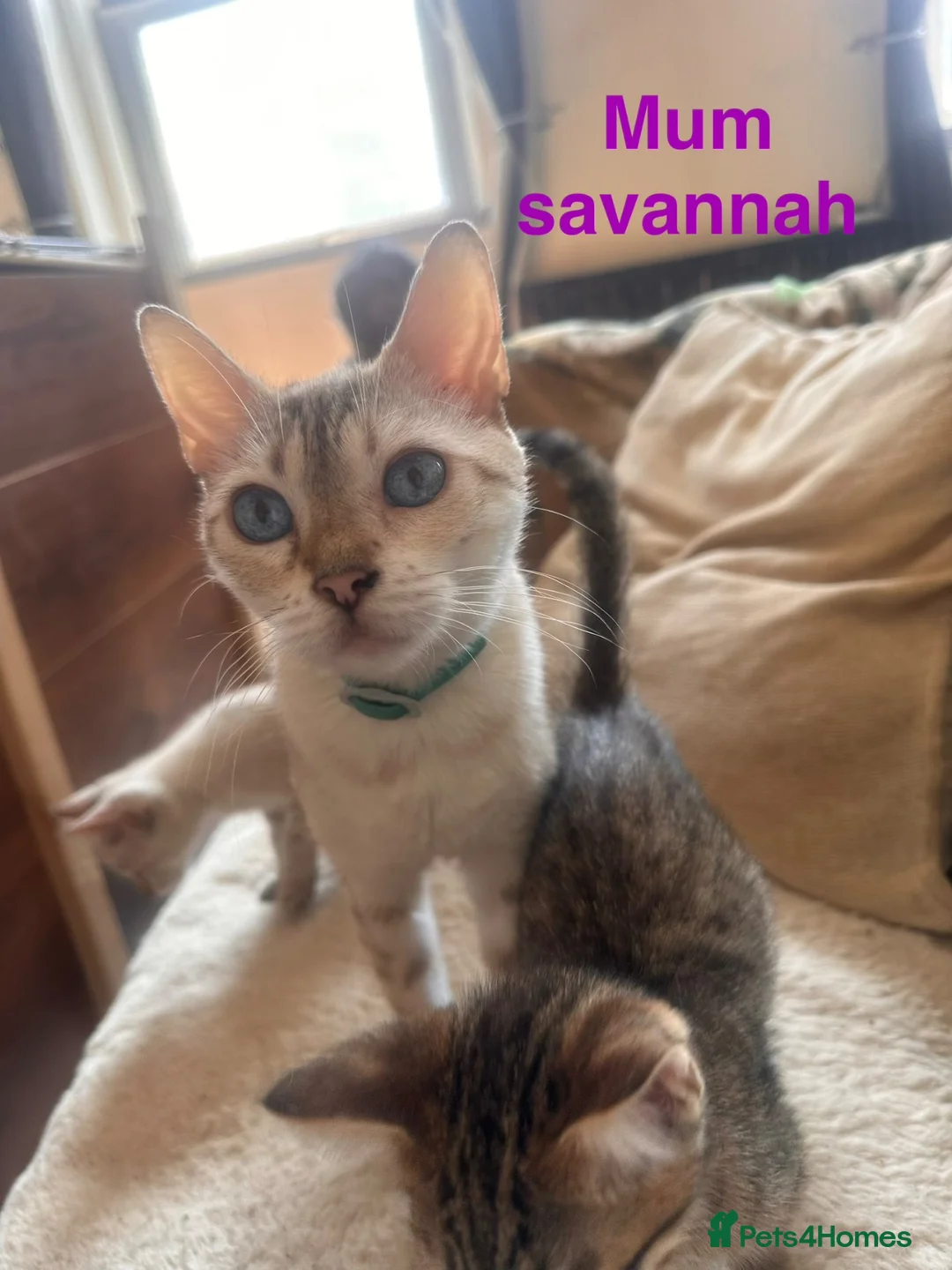 Savannah cats for sale: Kittens for sale - Advert 1