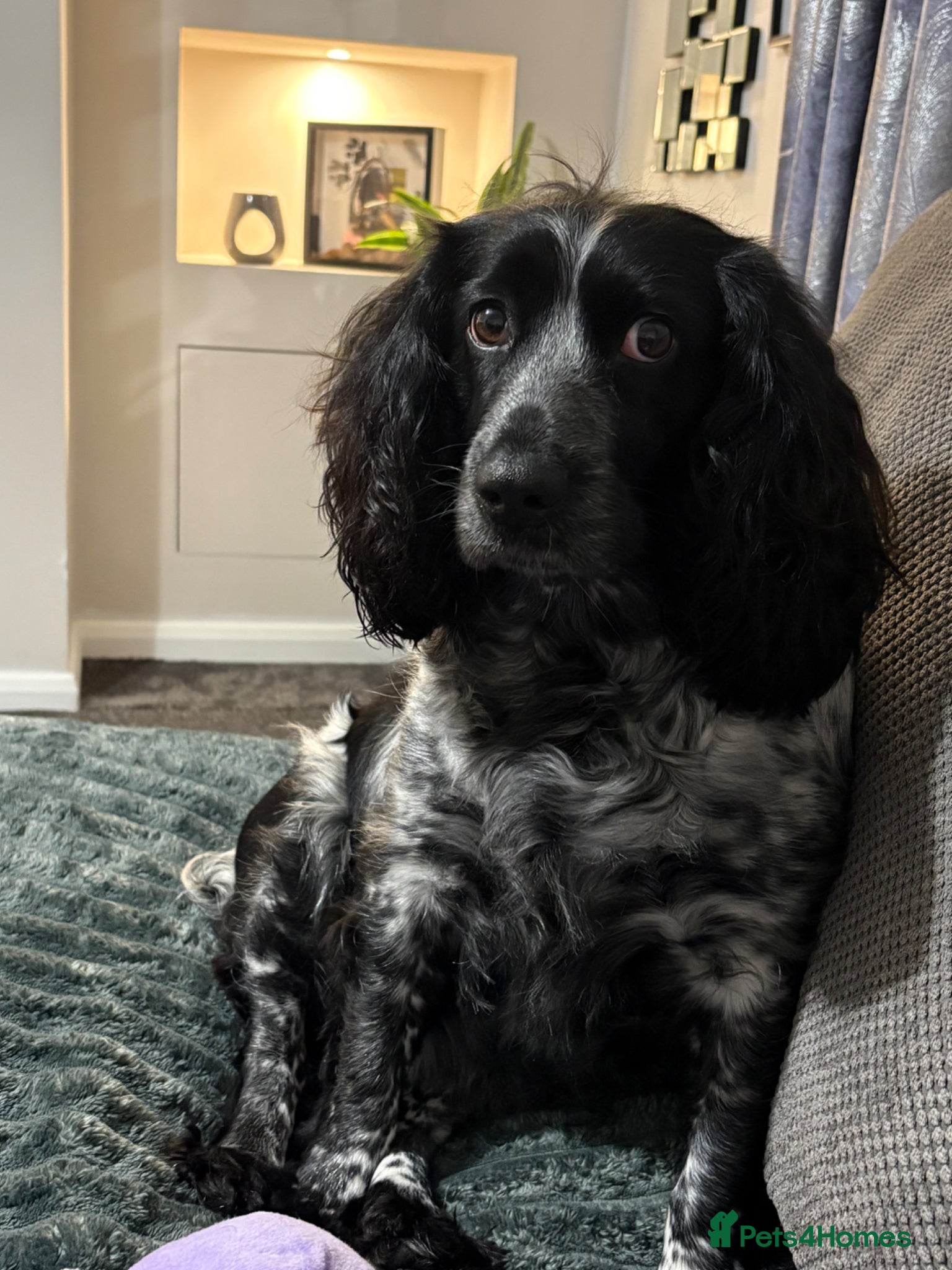 Cocker Spaniel dogs Stunning Roan Cocker Spaniel Puppies 🐶  - Advert 1