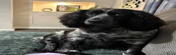 Cocker Spaniel dogs for sale: Stunning Roan Cocker Spaniel Puppies 🐶  - Advert 1