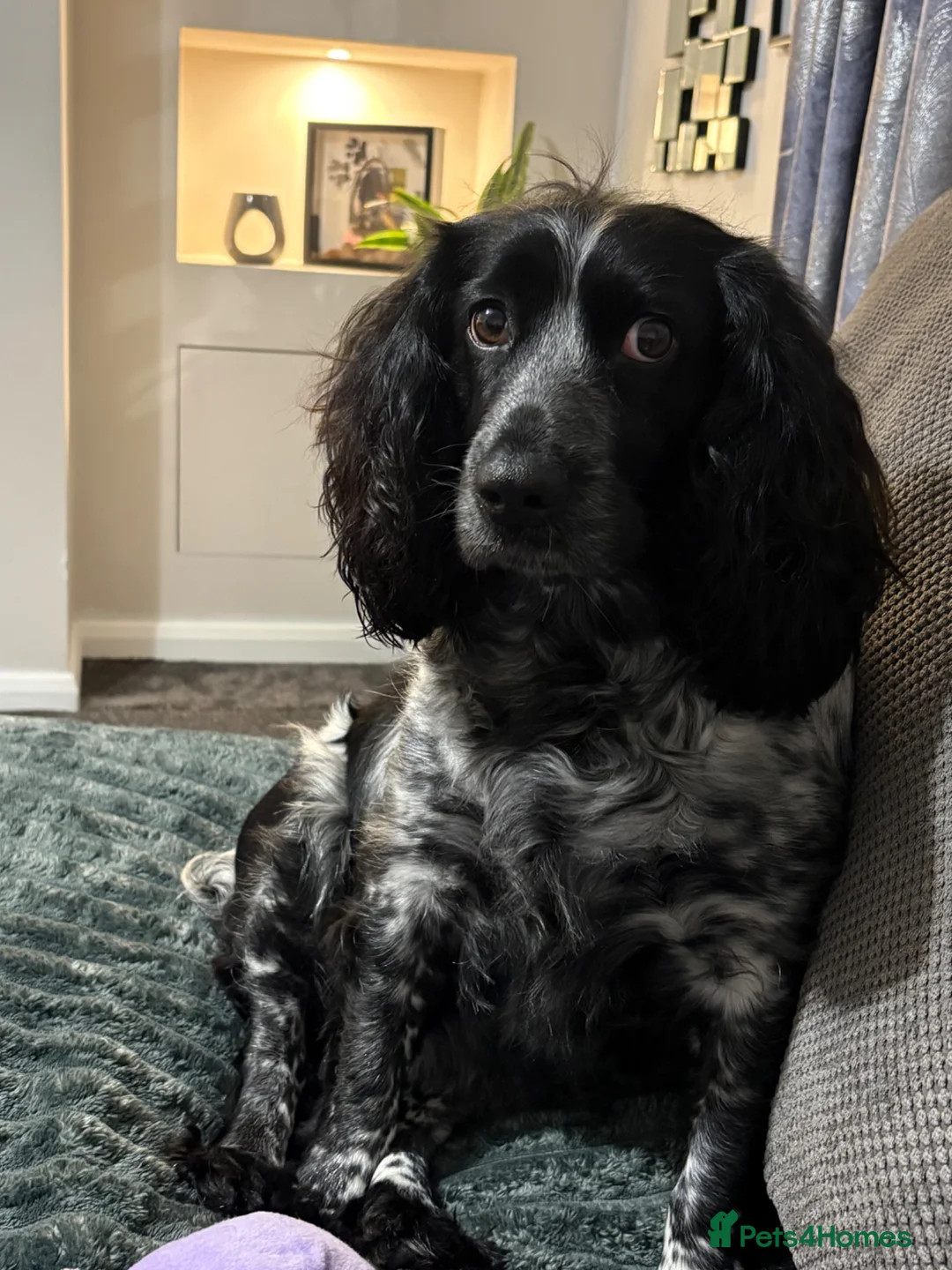 Cocker Spaniel dogs for sale: Stunning Roan Cocker Spaniel Puppies 🐶  - Advert 1