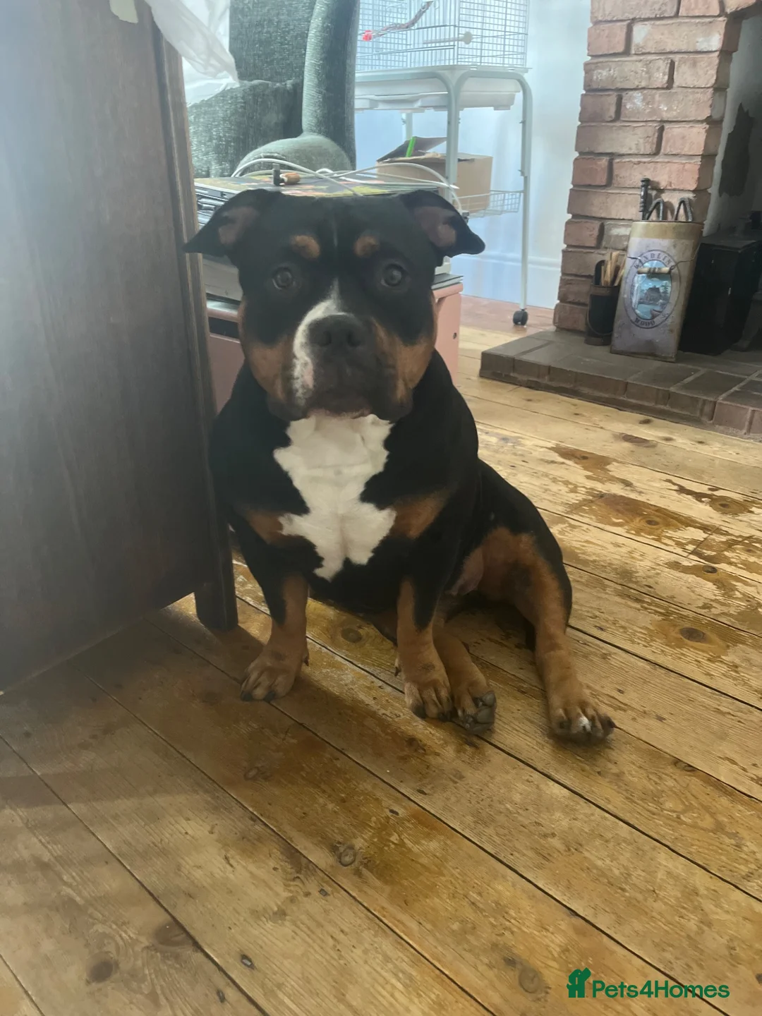American Bully dogs for sale: Female pocket bully 16months - Advert 1