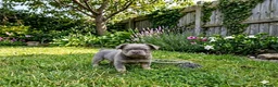 French Bulldog dogs for sale: Fluffy French Bulldog Pups - Advert 5