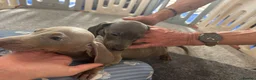 Dachshund dogs for sale: 6 beautiful miniture dachshund - Advert 8