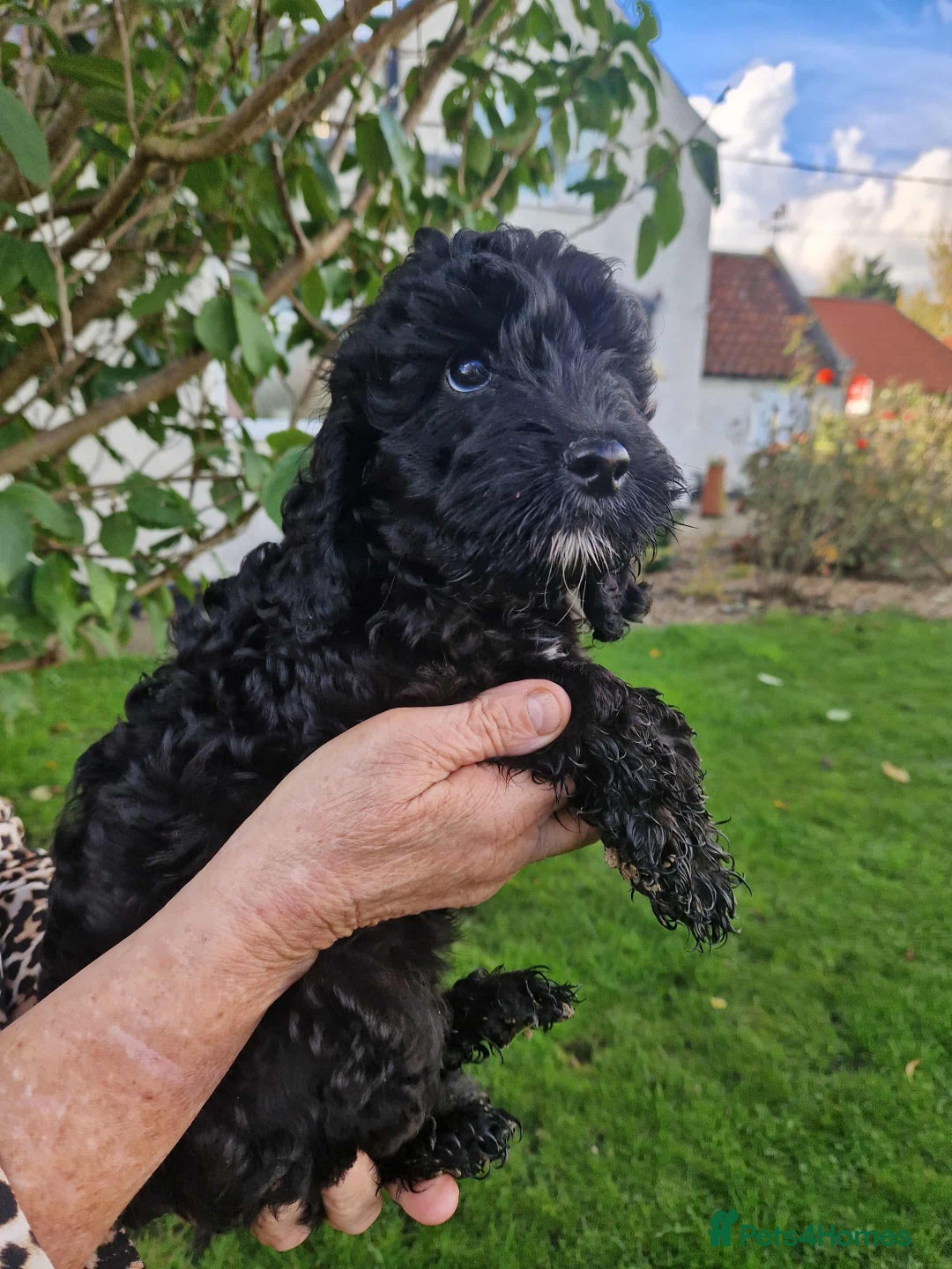 Cockapoo dogs for sale: VANASUZE SHOW TYPE F1b COCKAPOOS - Image 23
