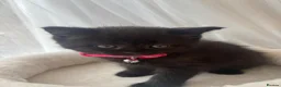British Shorthair cats for sale: Adorable Kittens Looking for loving new homes - Advert 5