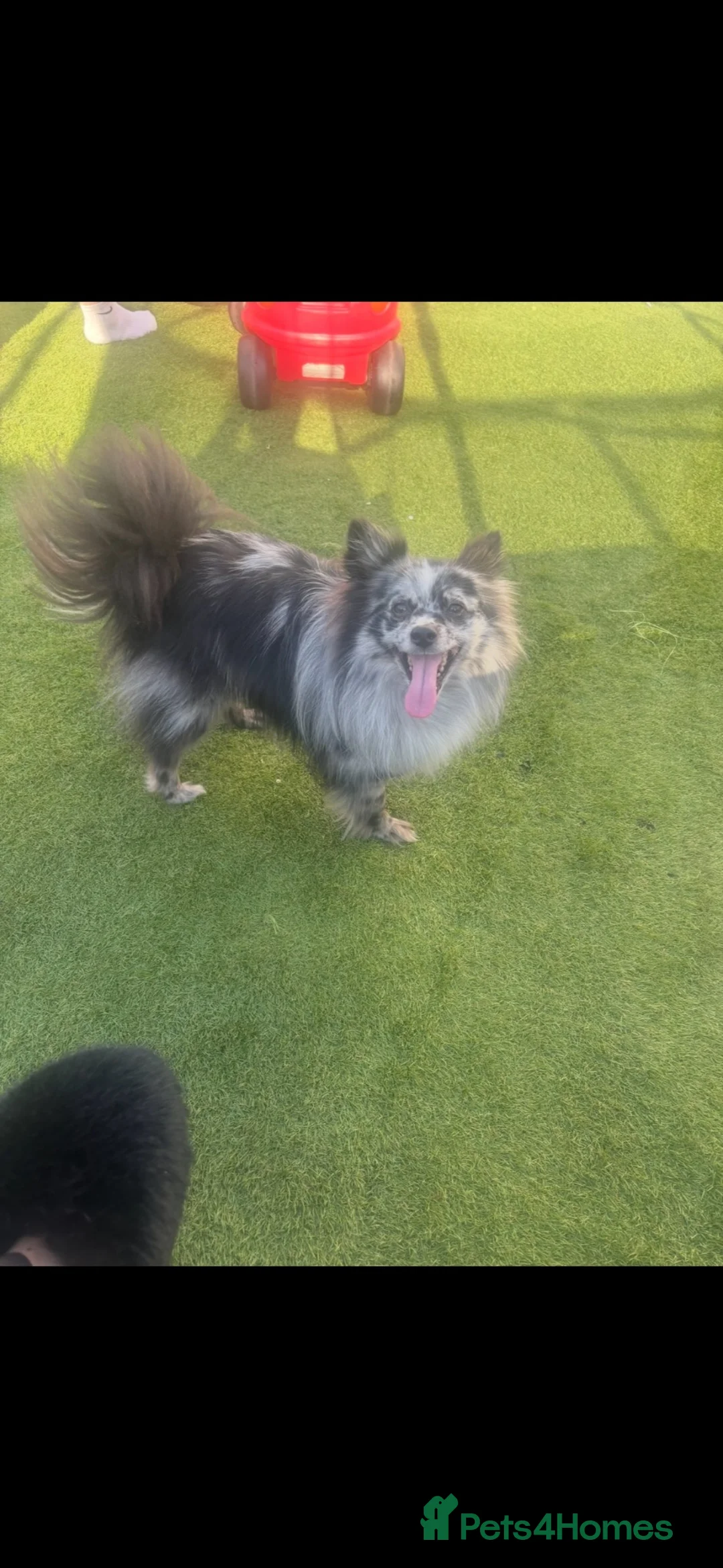 Pomeranian dogs for sale: Arlo the Pomeranian  - Advert 1