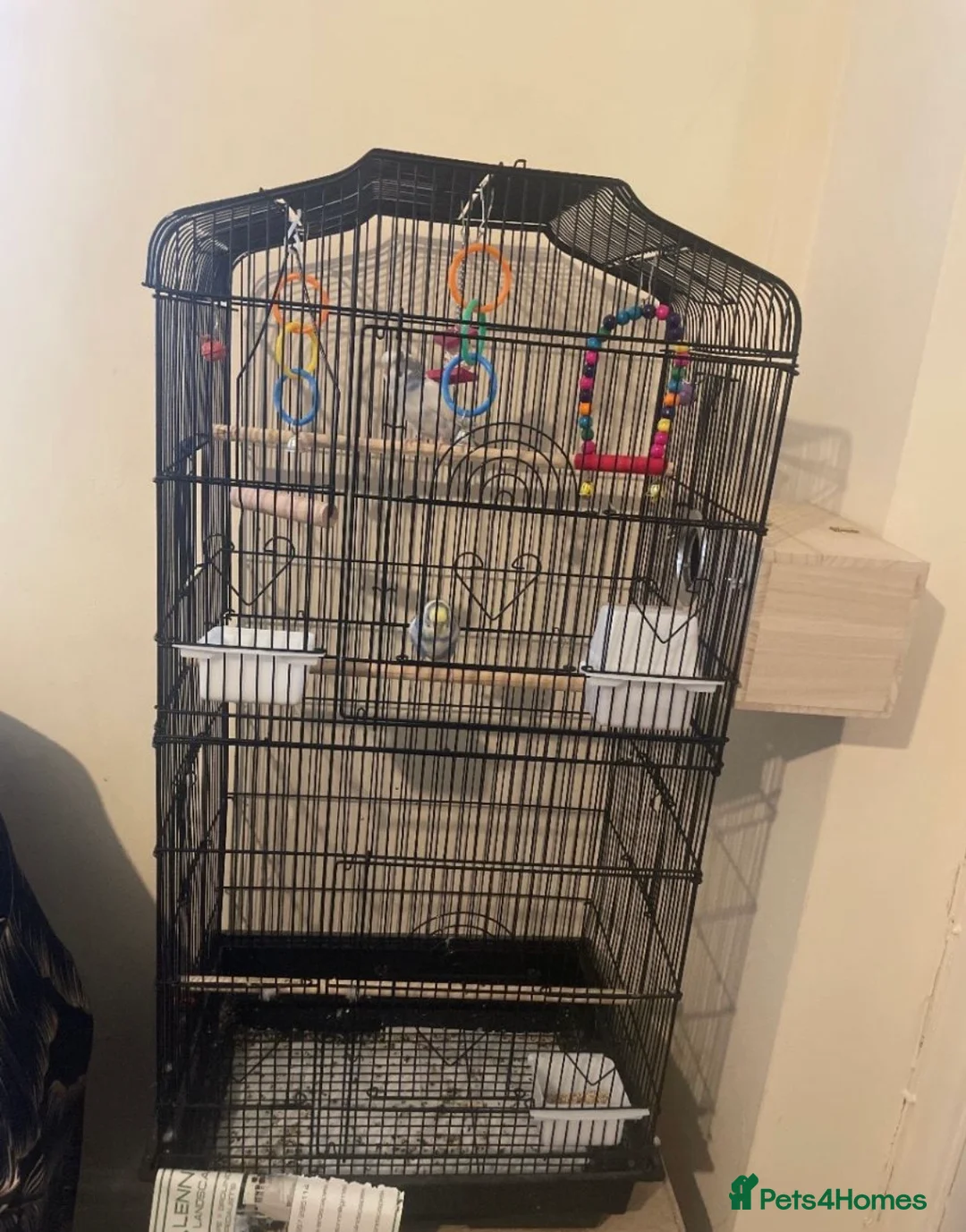 Budgerigars birds for sale: Lonely beautiful budgies (Sold together) - Advert 13