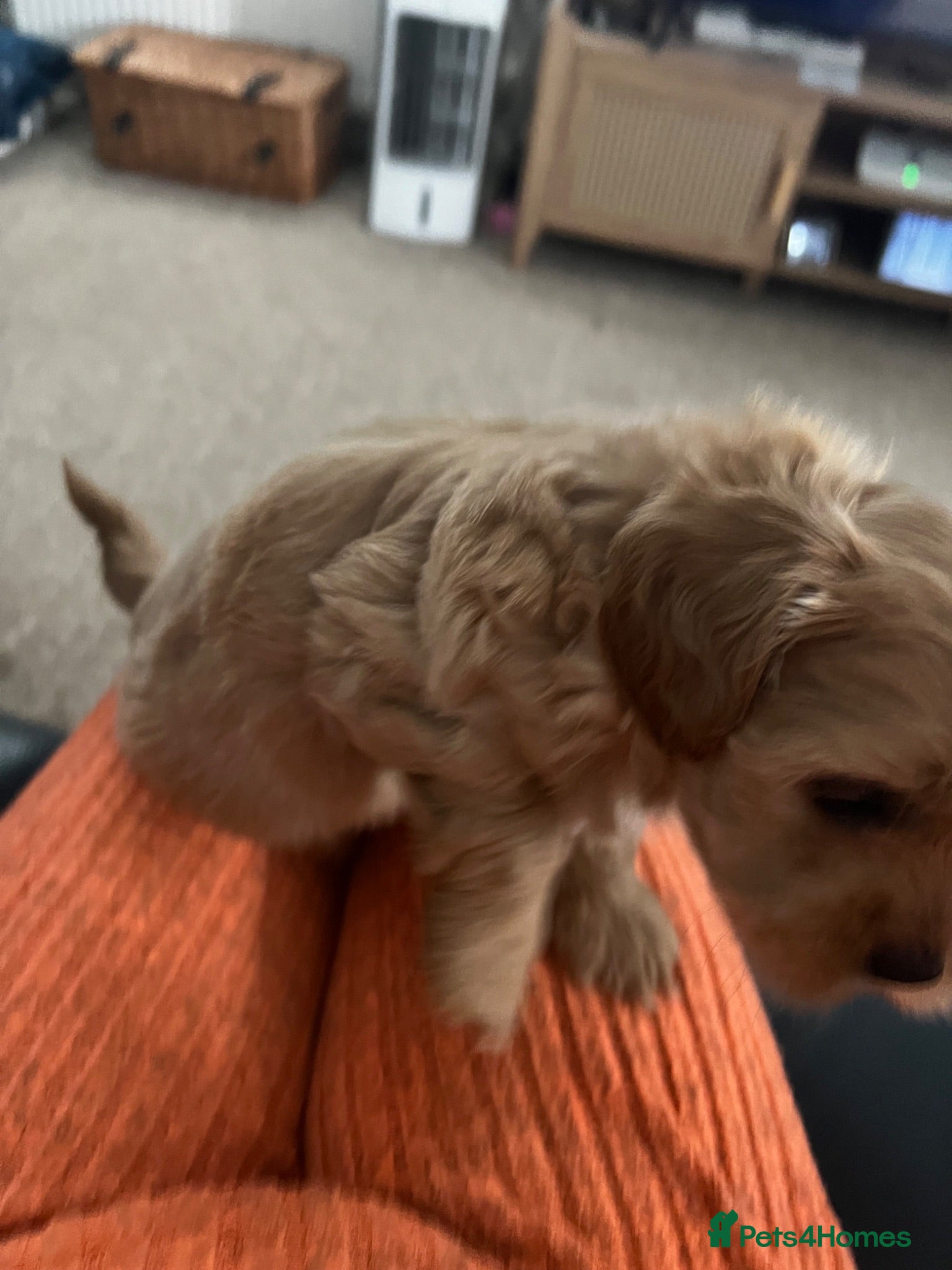Mixed Breed dogs Male Shihchon puppy - Advert 2
