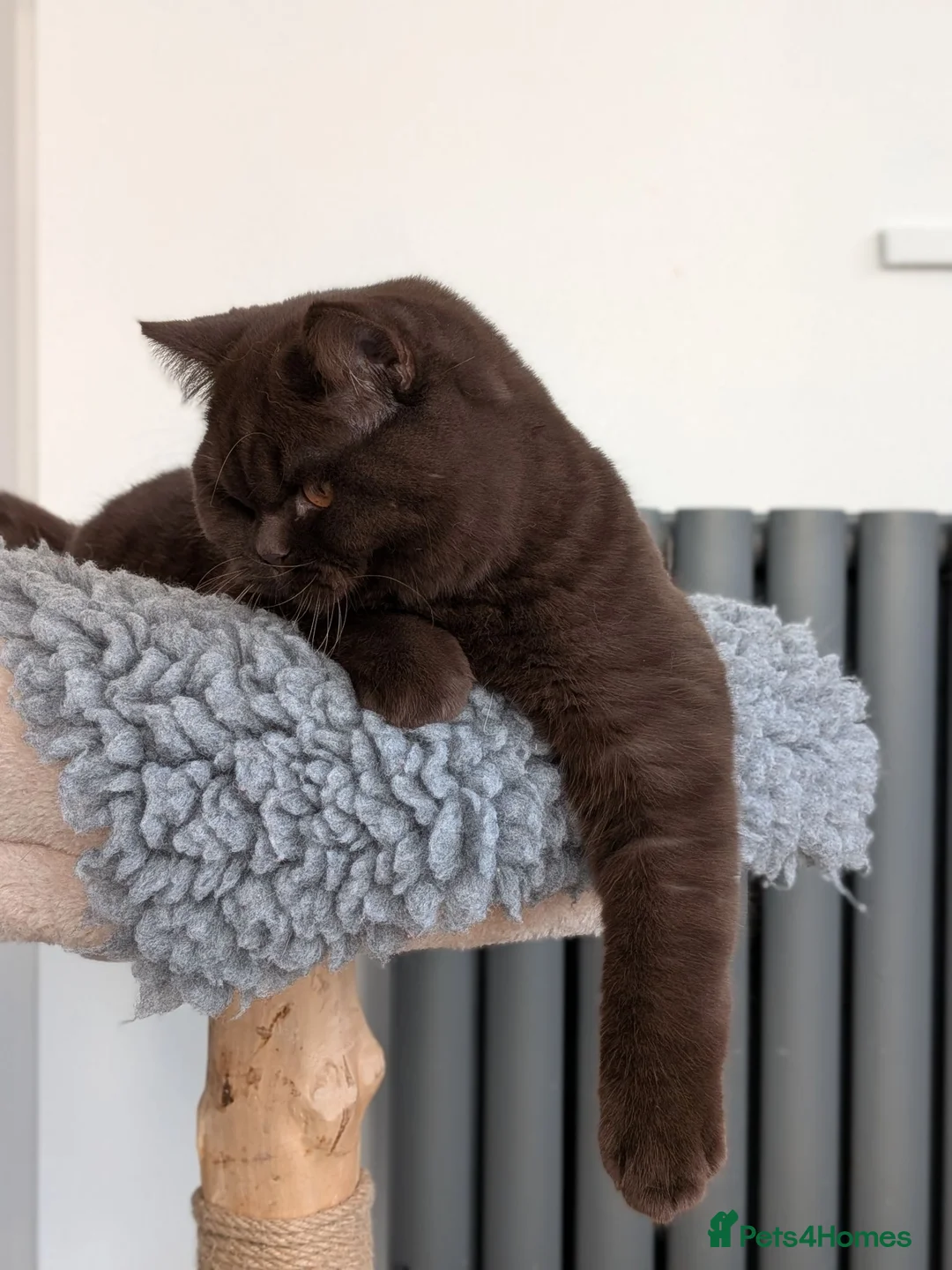 British Shorthair cats for stud: Champion Chocolate British Shorthair GCCF - Advert 7