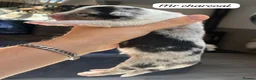 Australian Shepherd dogs for sale: Outstanding Merle/Black and Tan KC Reg Puppies  - Advert 17