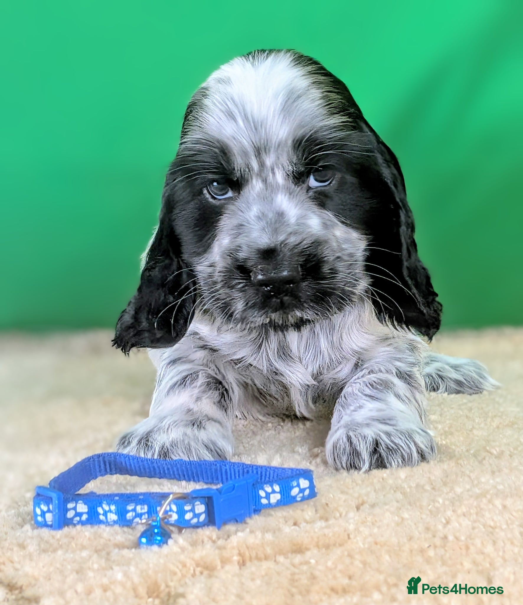 Cocker Spaniel dogs Beautiful Show Cocker Spaniel Puppies. - Advert 1