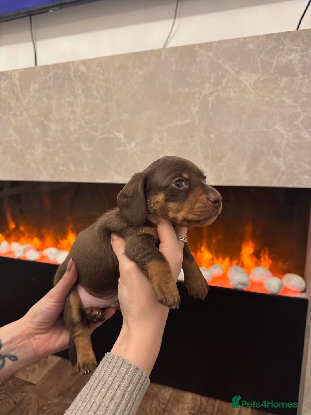 Miniature Dachshund dogs for sale: 2 chocolate miniature dachshund puppies  - Advert 7