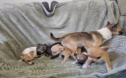 Chihuahua dogs for sale: Adorable Chihuahua puppies 🐶 - Advert 4