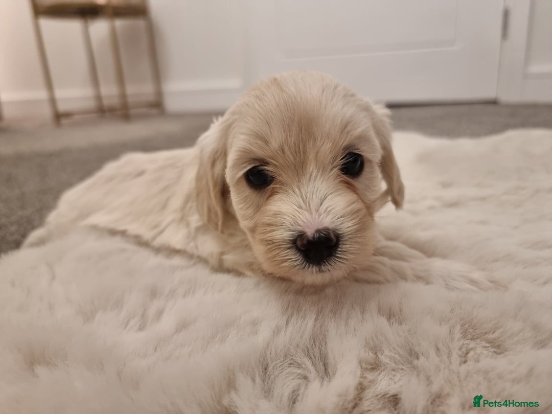 Maltipoo dogs for sale: Beautiful Maltipoo Puppies - Advert 3
