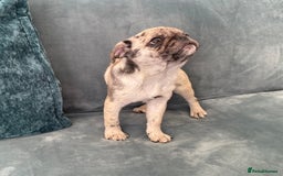 Pug dogs for sale: Pug Puppies  - Image 20