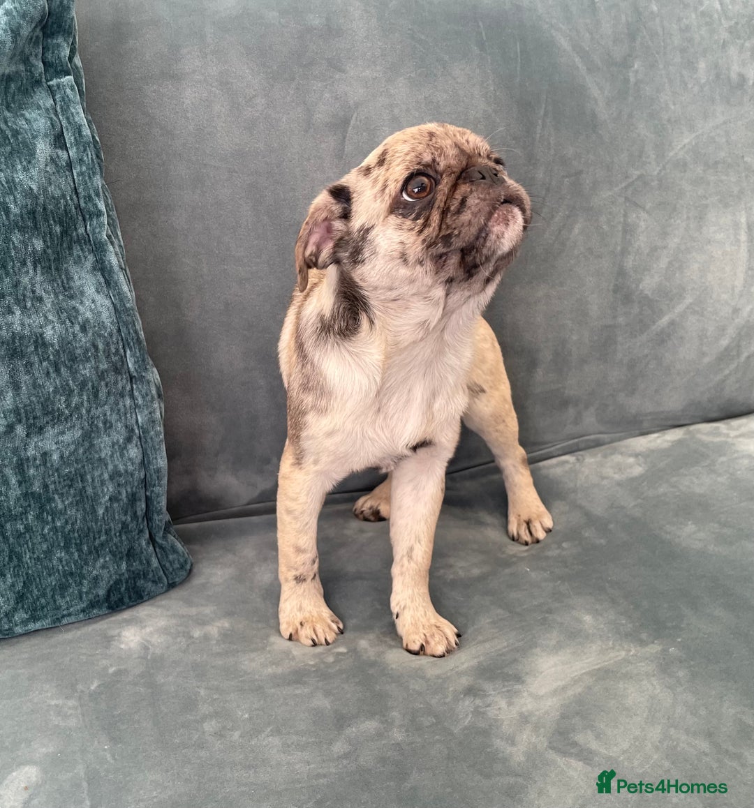 Pug dogs for sale: Pug Puppies  - Image 20