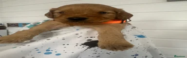 Cockapoo 4