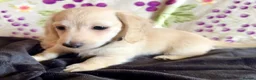 Miniature Dachshund dogs for sale: Cream long haired kc ready to go now - Advert 6