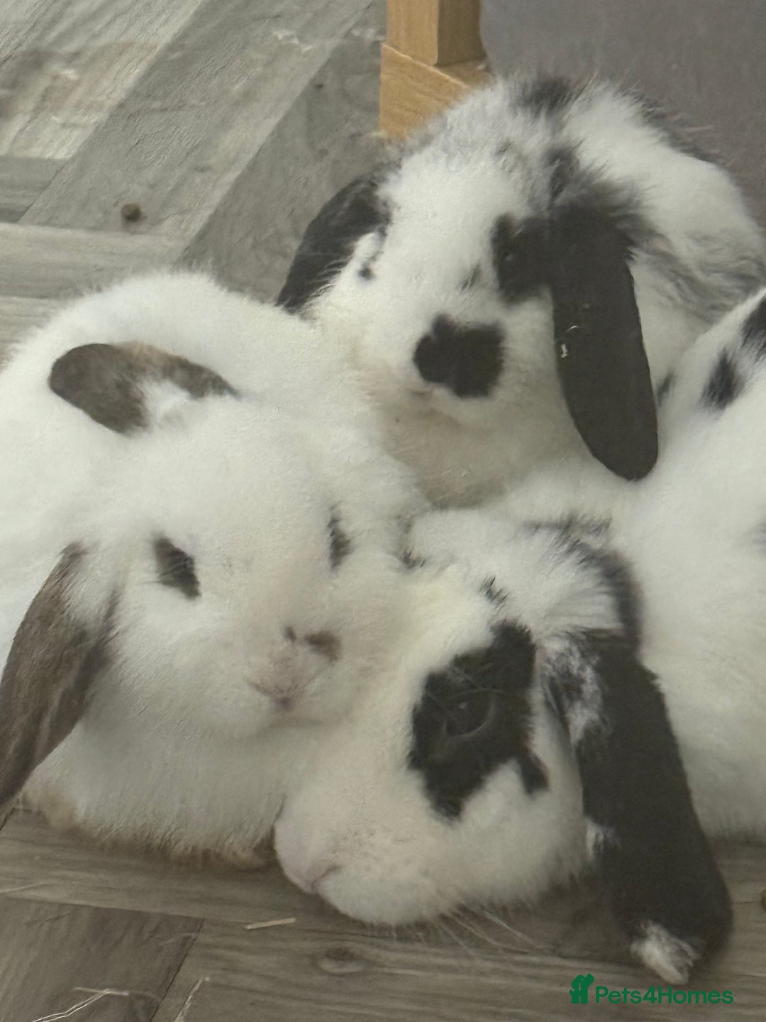 Mini Lop rabbits for sale: 🐇 Two Sweet Male Bunnies Need Forever Homes 🐇 - Image 3