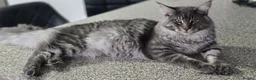 Maine Coon cats for sale: Beautiful Maine Coon Male – 8 Months Old - Advert 8