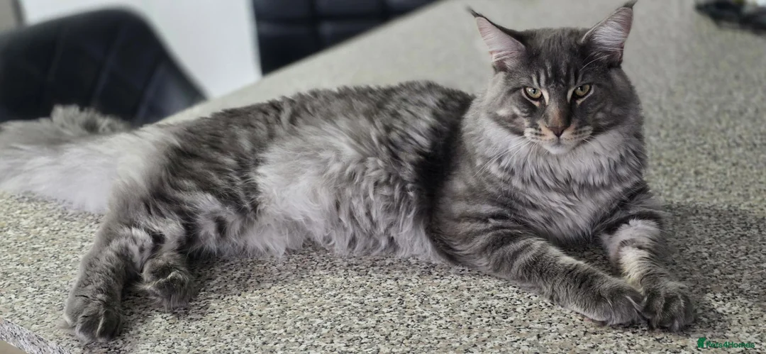 Maine Coon cats for sale: Beautiful Maine Coon Male – 8 Months Old - Advert 8