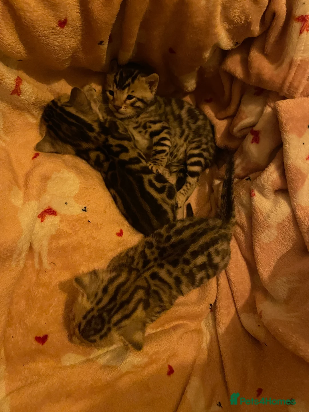 Bengal cats for sale: Pure Bengal Kittens  - Advert 23