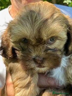 Shihpoo dogs Adorable Shihpoo  puppies Rare colours  - Advert 5