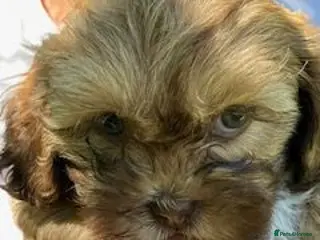 Shihpoo dogs Adorable Shihpoo puppies Rare colours - Advert 5