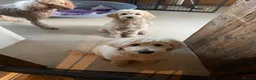 Goldendoodle dogs for stud: Goldendoodle for Stud - Advert 31