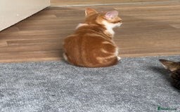 Mixed Breed cats for sale: 2 male cats  - Image 9