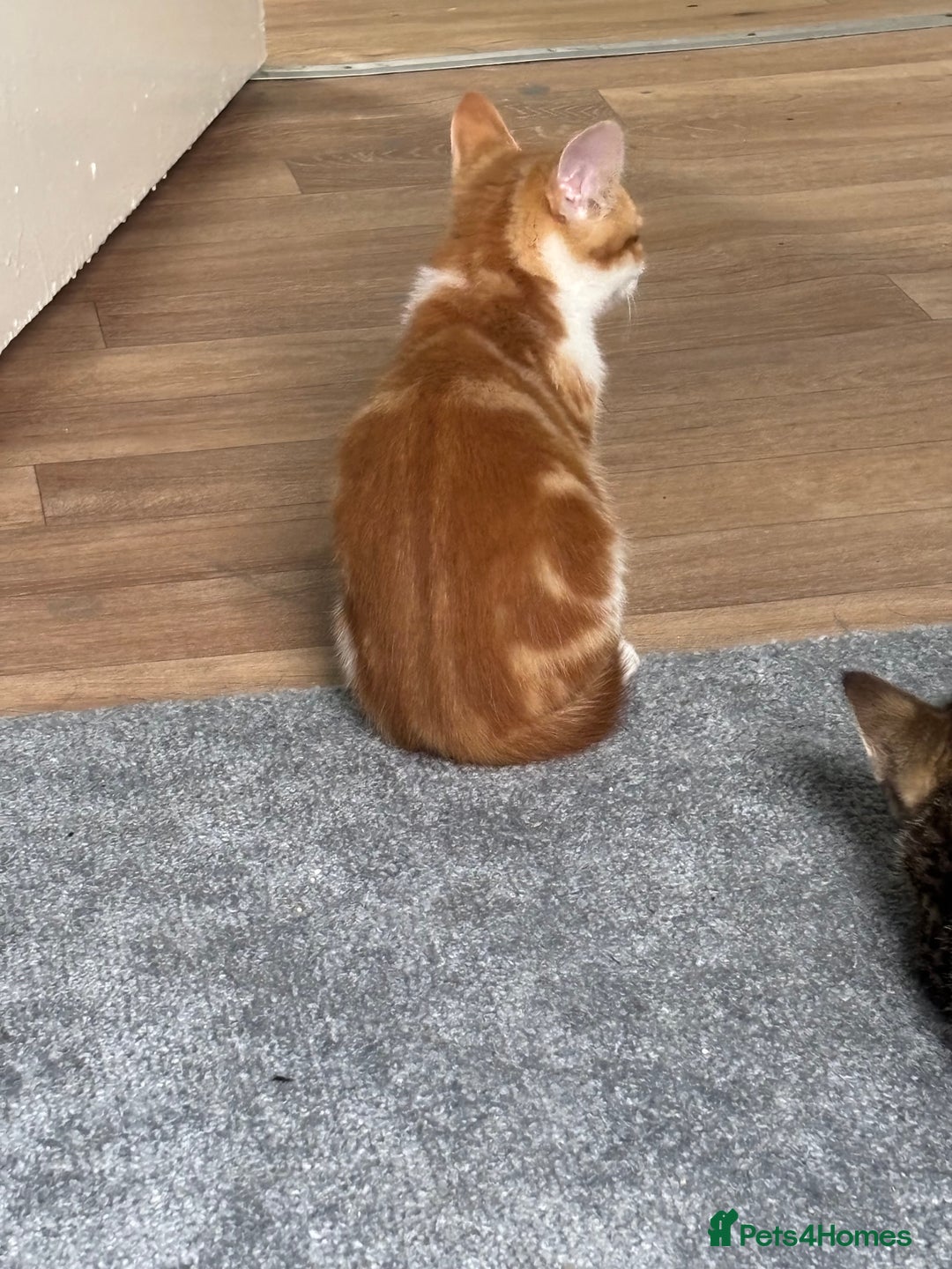 Mixed Breed cats for sale: 2 male cats  - Image 9