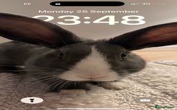 Mixed Breed rabbits for sale: Beautiful bunny needs a new home  - Image 3