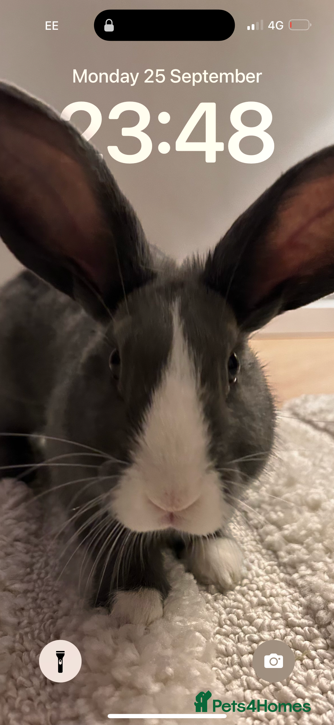 Mixed Breed rabbits for sale: Beautiful bunny needs a new home  - Image 3