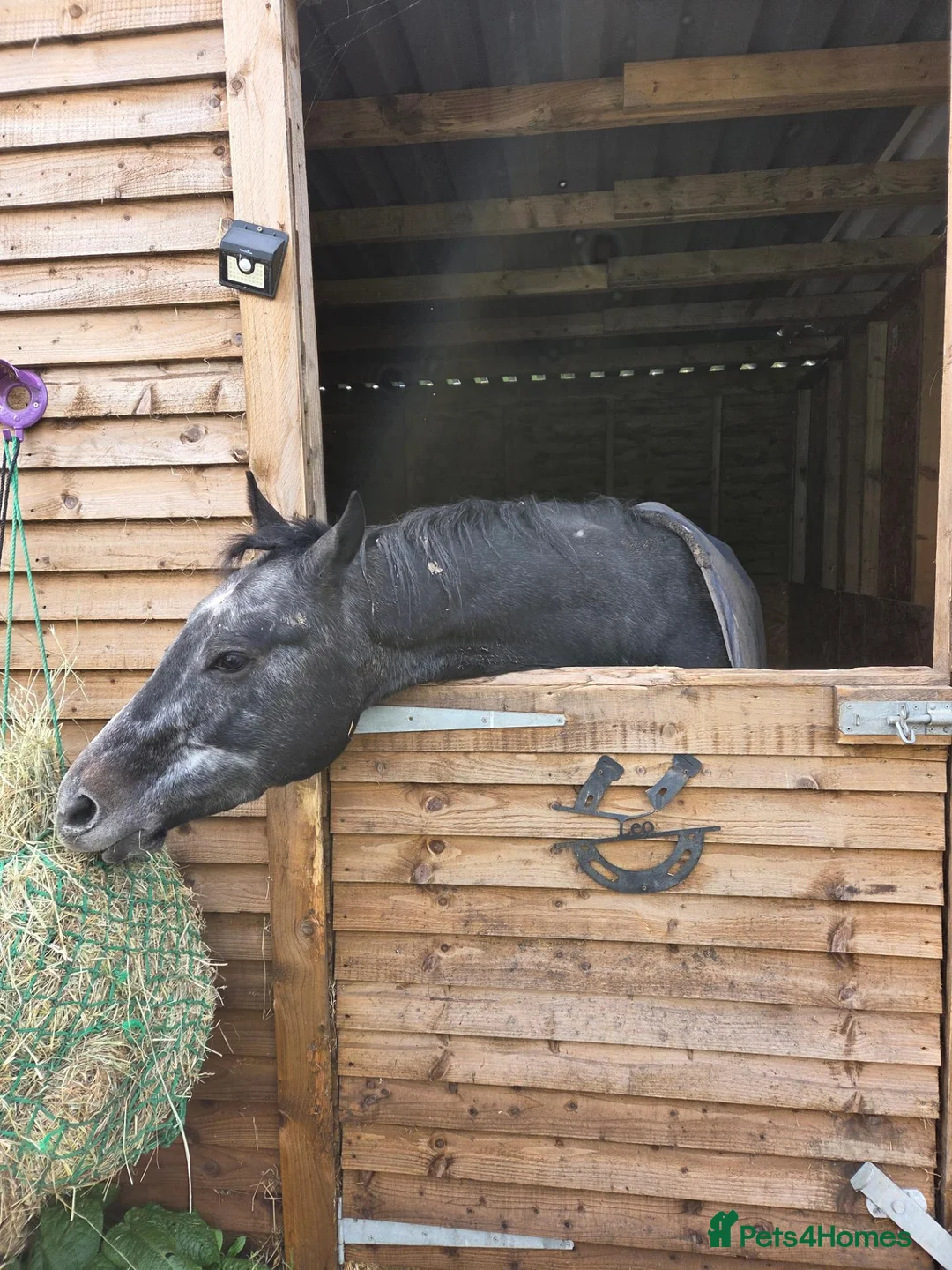 English Thoroughbred horses for sale: Two 3yr old Thoroughbred Geldings - Advert 1