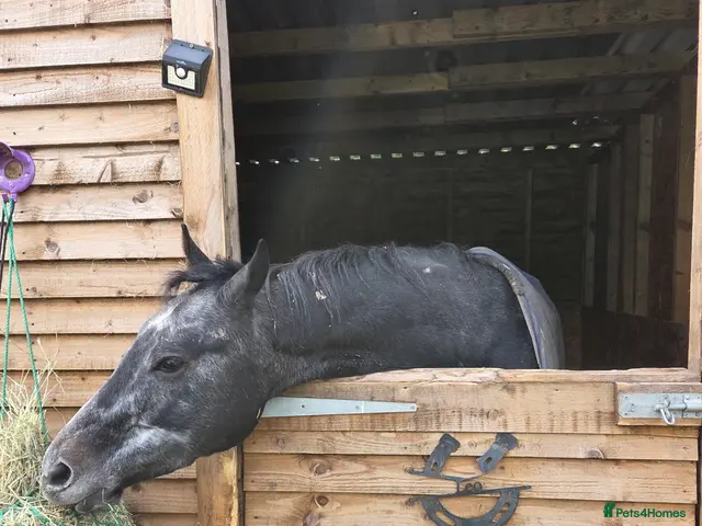 English Thoroughbred horses for sale: Two 3yr old Thoroughbred Geldings - Advert 1